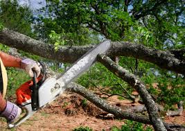 Best Tree Removal Services  in West Falls Church, VA